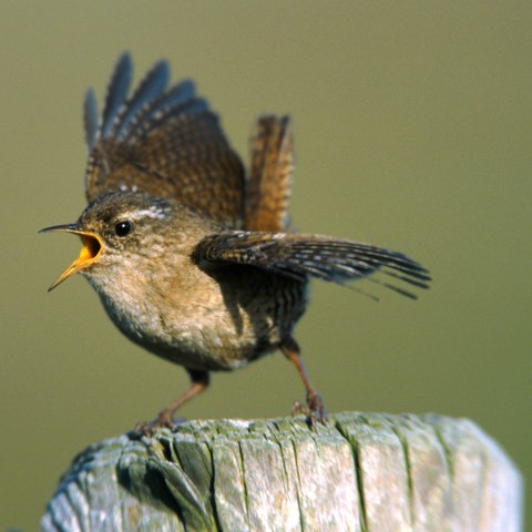 Eurasischer Zaunkoenig (Troglodytes troglodytes)