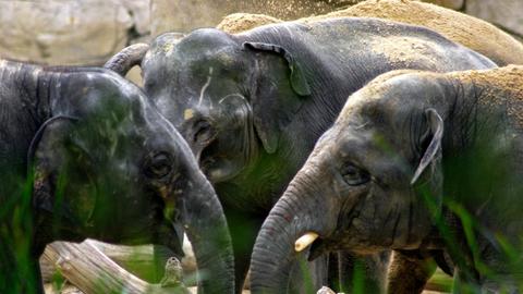 Elefanten im Small-Talk