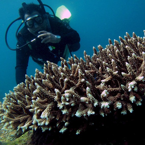 Taucher an einem Korallenriff
