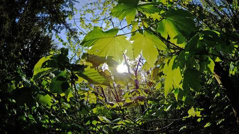 Die Sonne leuchtet durch die Blätter im Plänterwald.