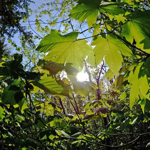 Die Sonne leuchtet durch die Blätter im Plänterwald.