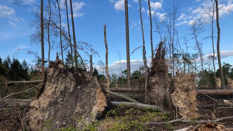 Der deutsche Wald leidet stark unter Trockenheit und Hitze