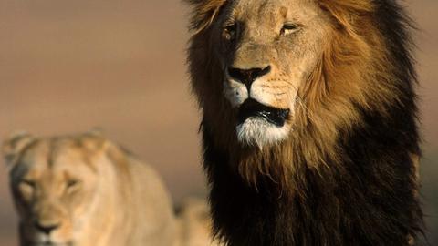 männlicher Löwe Südafrika