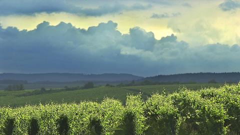 Weinberg im Rheingau bei bewölktem Himmel